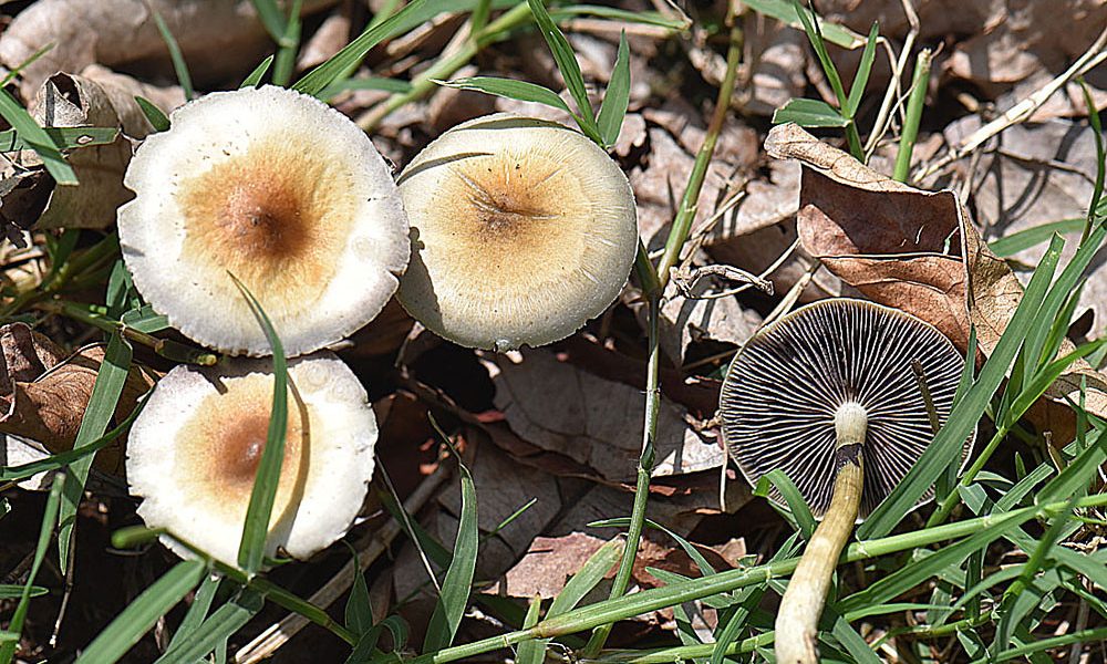 Use Of Psilocybin For Mental Health Treatment ‘Not Associated’ With Risk Of Paranoia, American Medical Association Study Finds