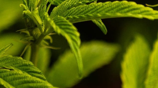 Planning to celebrate 420 in Colorado? Here's how to know when you've had too much to drive