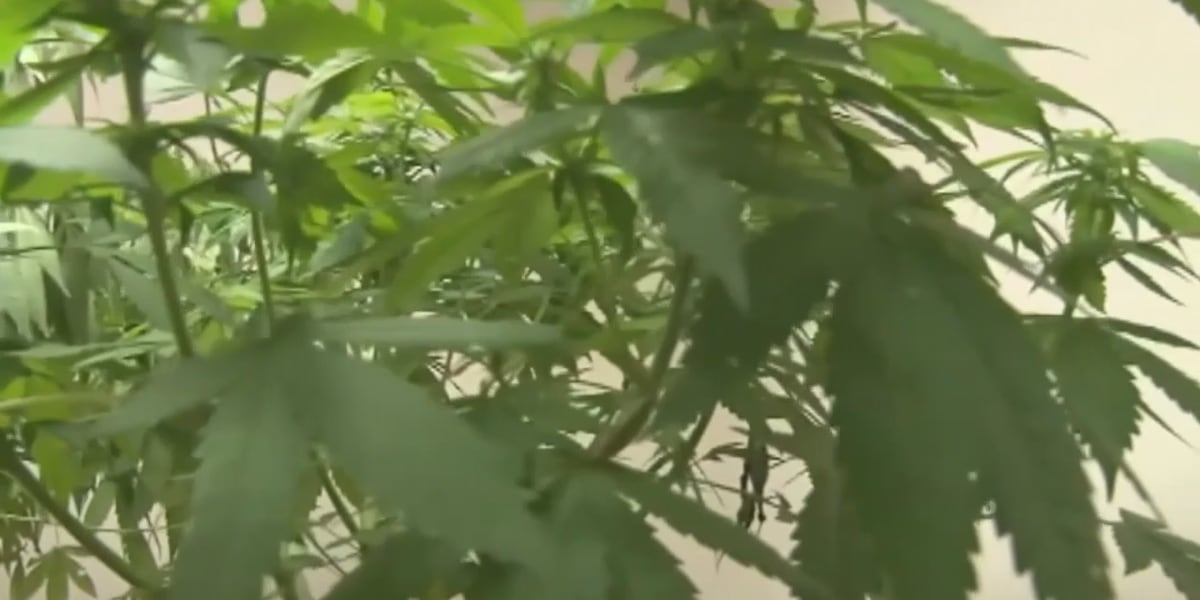 High Stakes: Kids & Cannabis