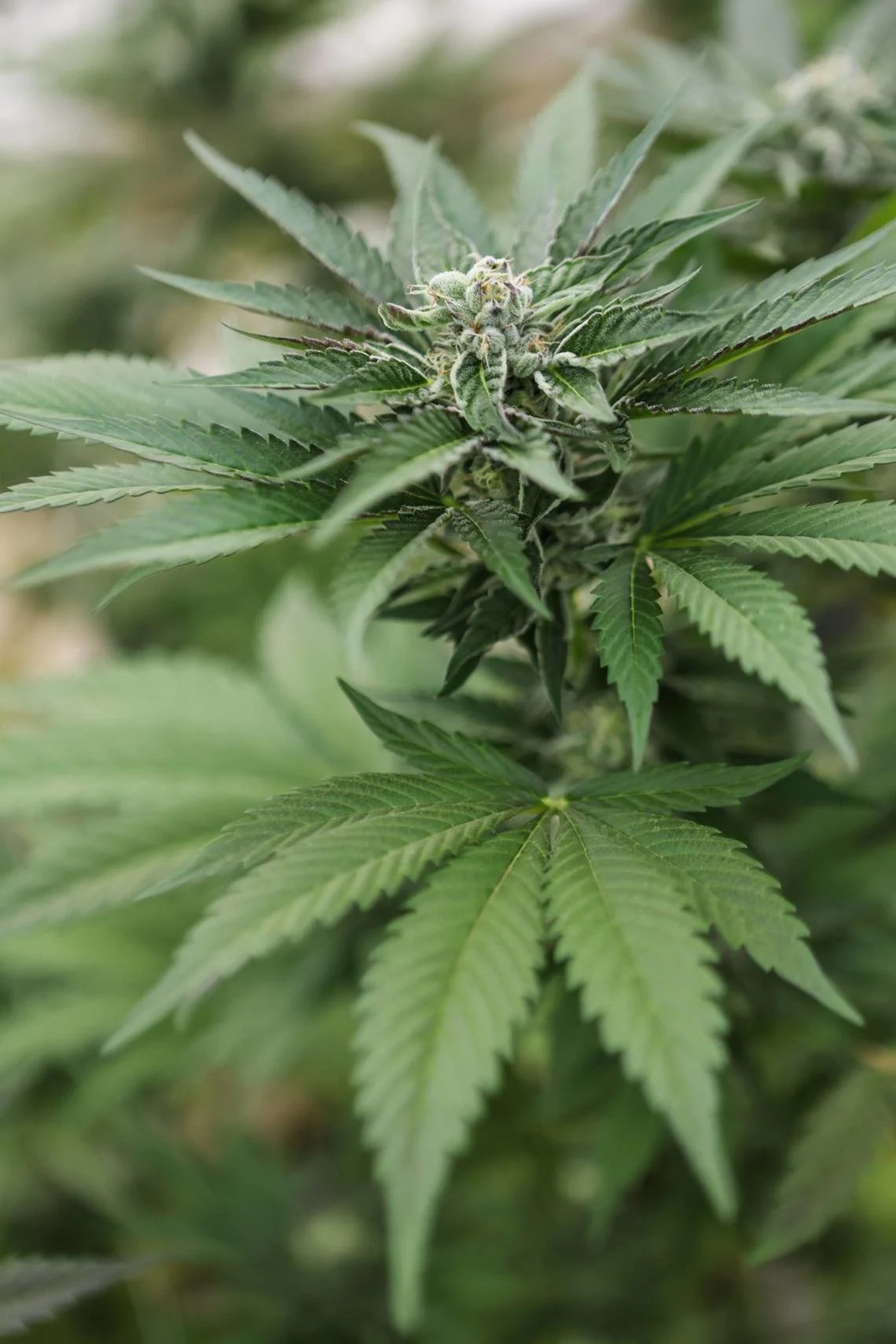 Remedy or gateway drug? Doctors, police differ on path forward for medical marijuana