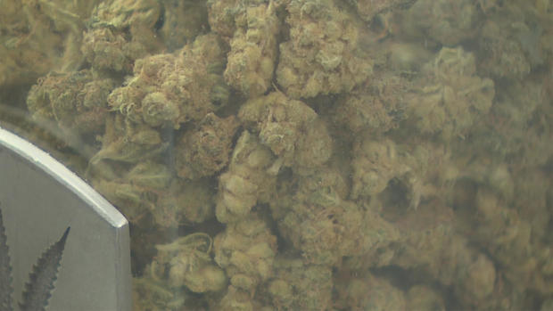 Cannabis Hospitality certificate program unveiled at Metropolitan State University of Denver