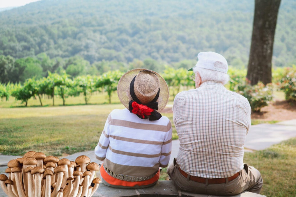 Federal Money To Support Research On Psychedelics As Alternative To Pills For Chronic Pain Among The Elderly