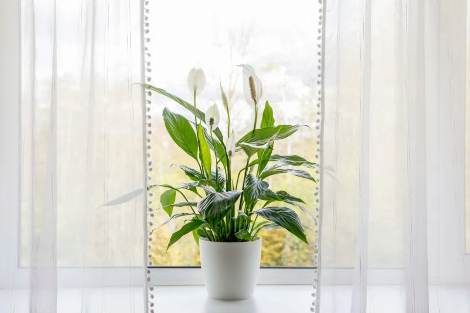 9 Mood-Boosting Houseplants That Will Make You—and Your Home—Happier