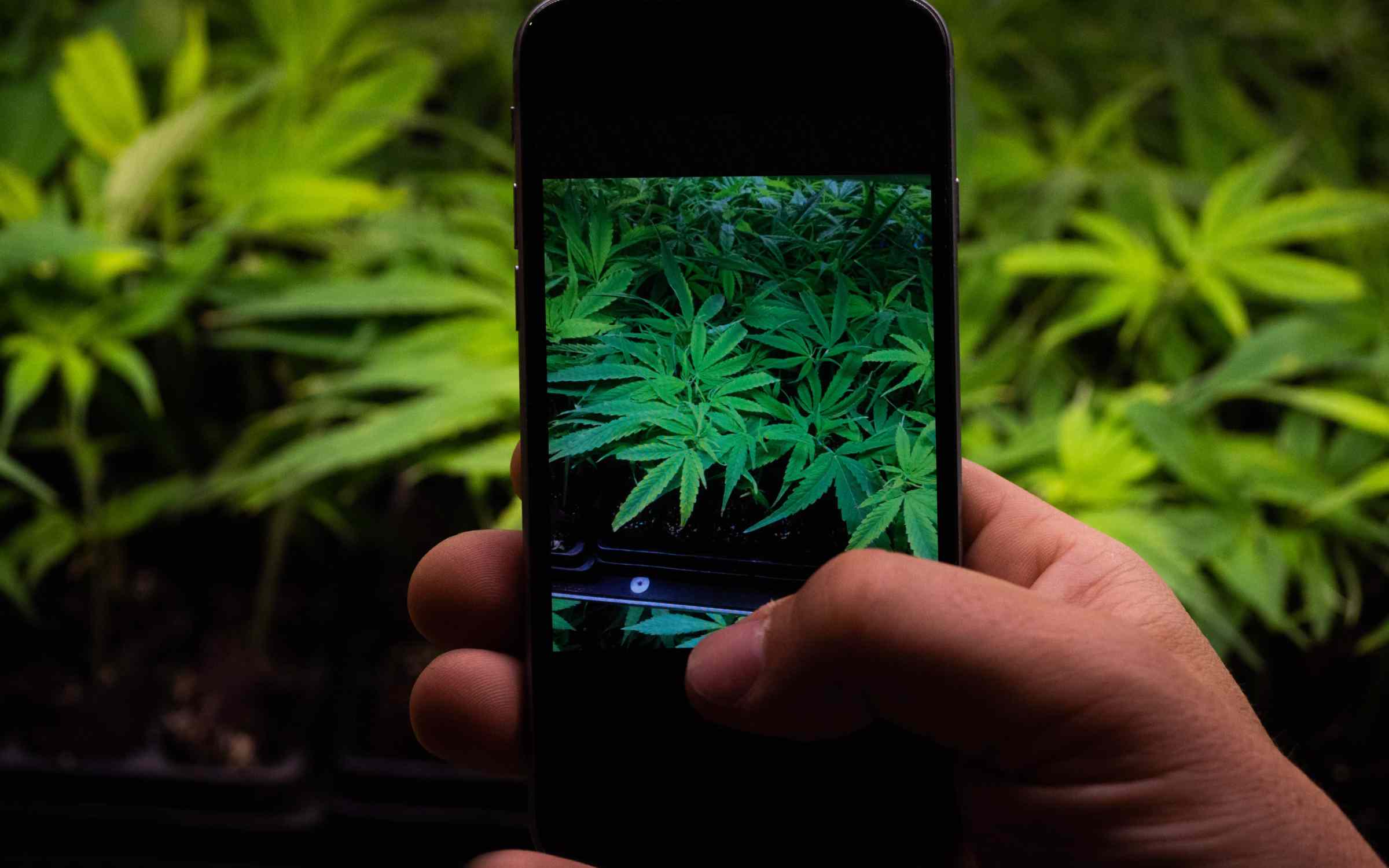 Colorado Bill Banning Social Media MJ, Drug Posts Raises Constitutional Concerns