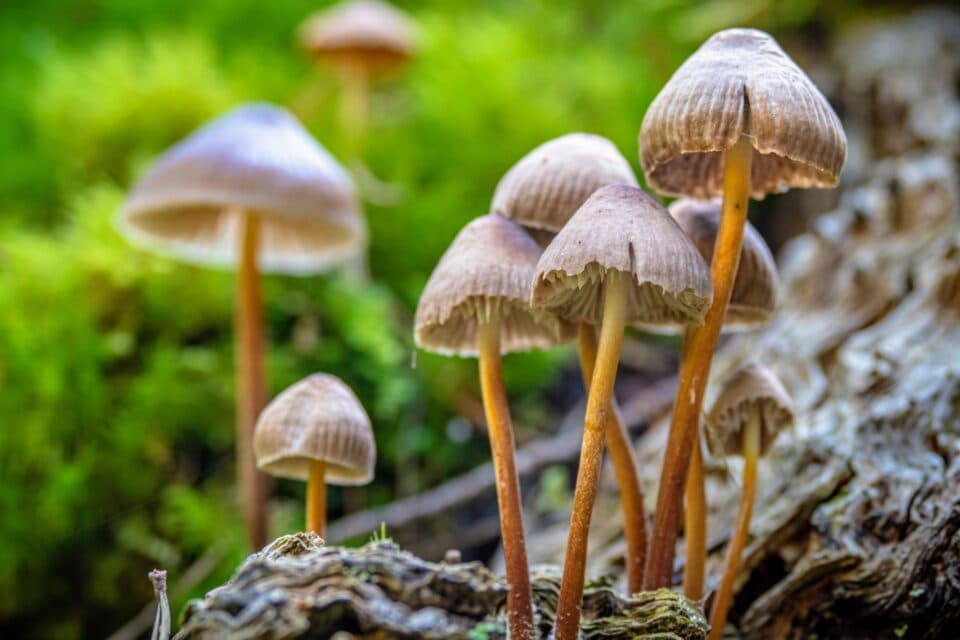 How did magic mushrooms evolve to contain psilocybin?