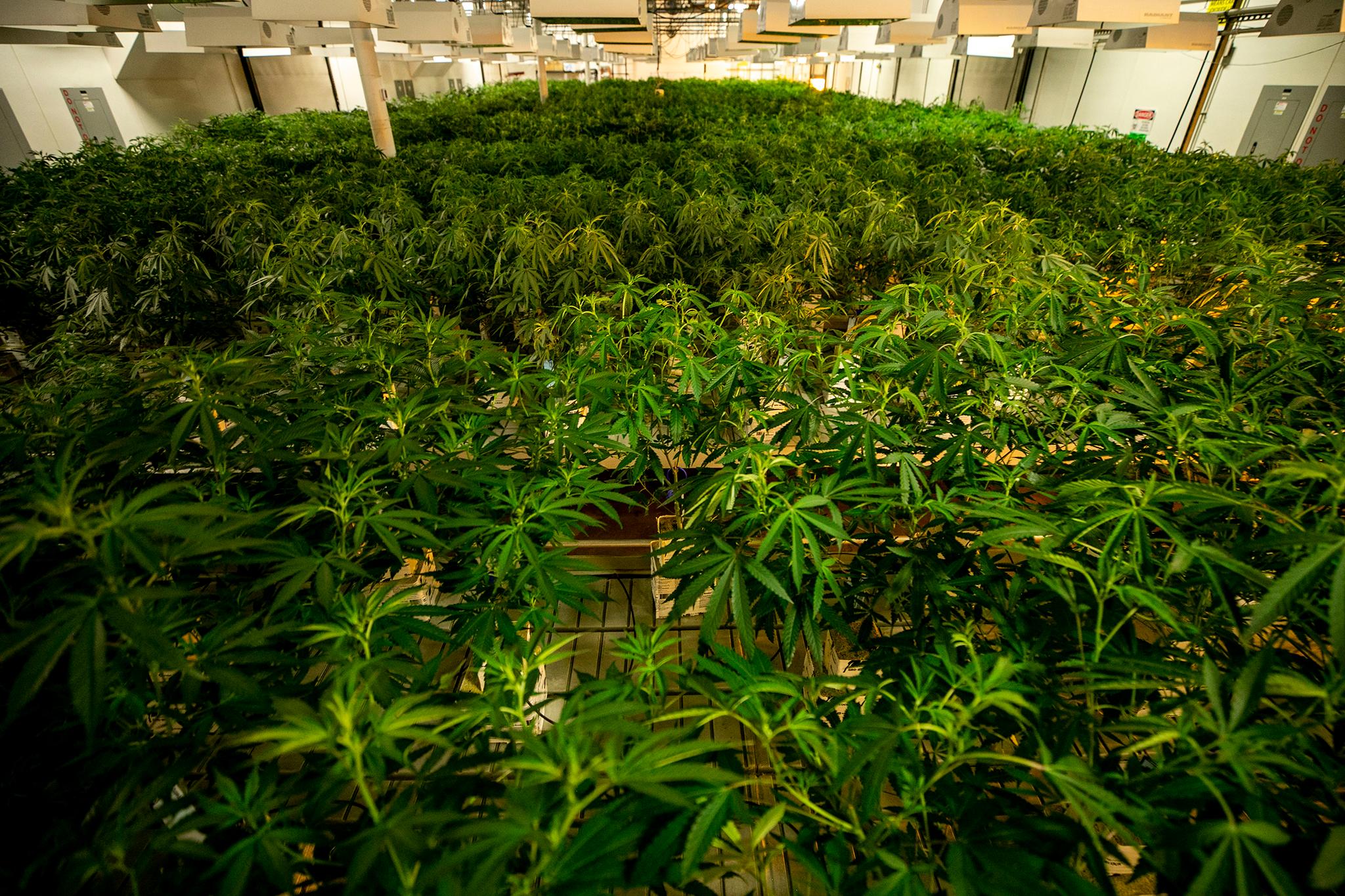 Colorado cannabis businesses hope reclassification of drug will mean they pay fewer taxes