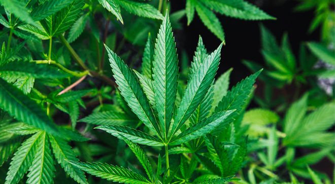 Cannabis May Help Chemo Nausea, Not a Substitute for Cancer Treatment