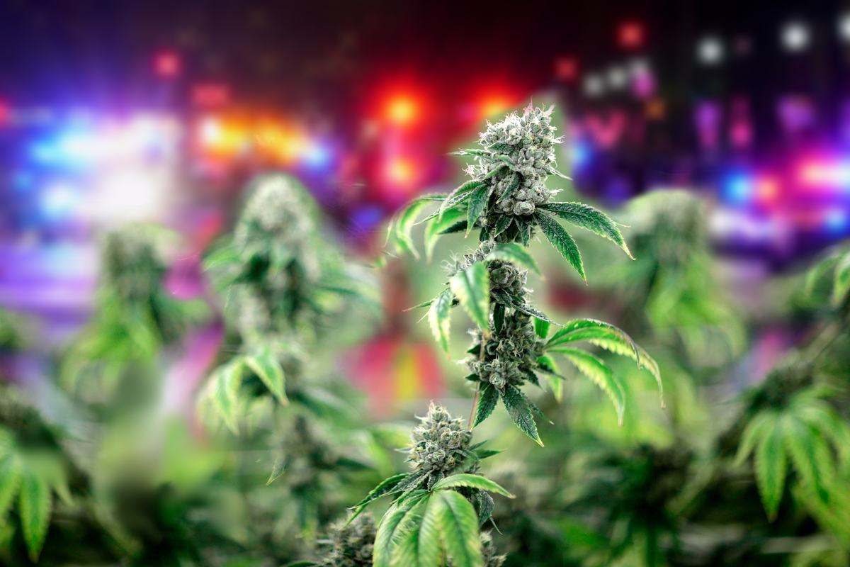 Holden police bust illegal marijuana grow house connected to China
