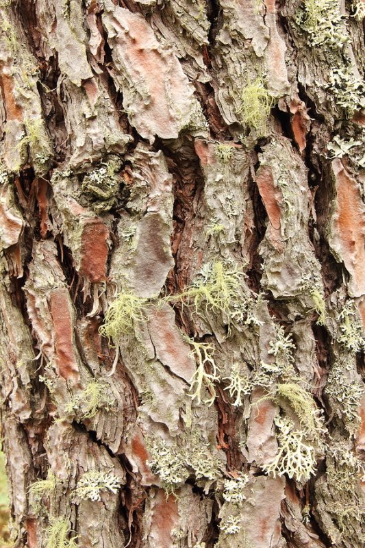 Pine Bark Extract