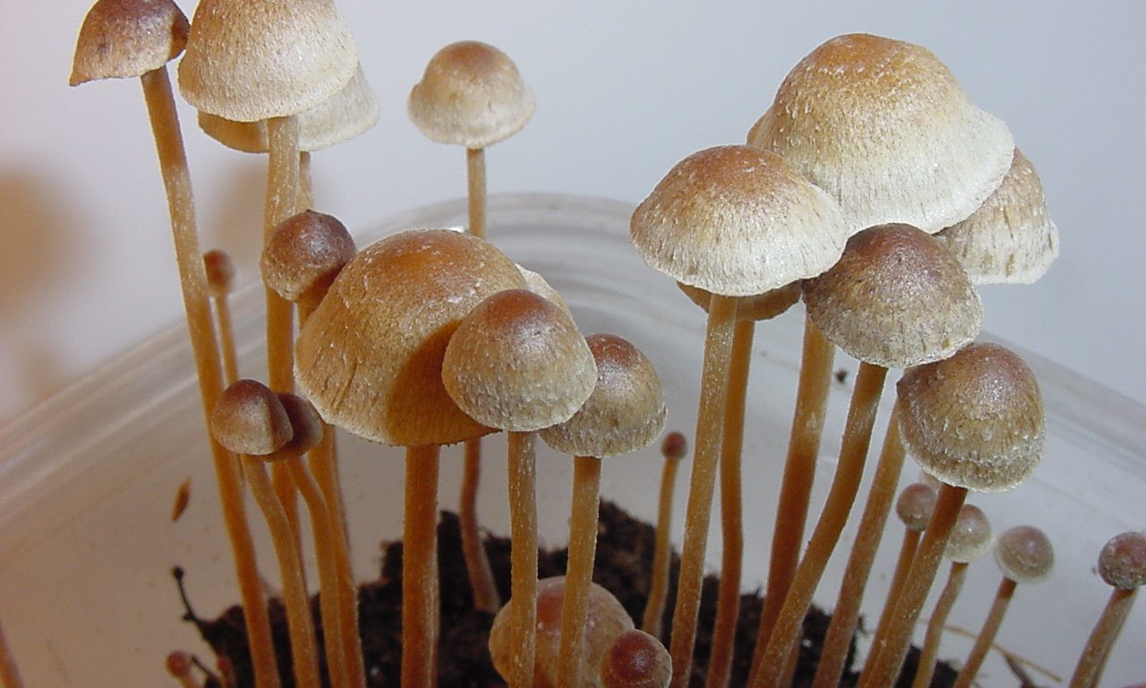 Feds Announce Plan To Fund Research On Using Psychedelics To Treat Chronic Pain In Older Adults