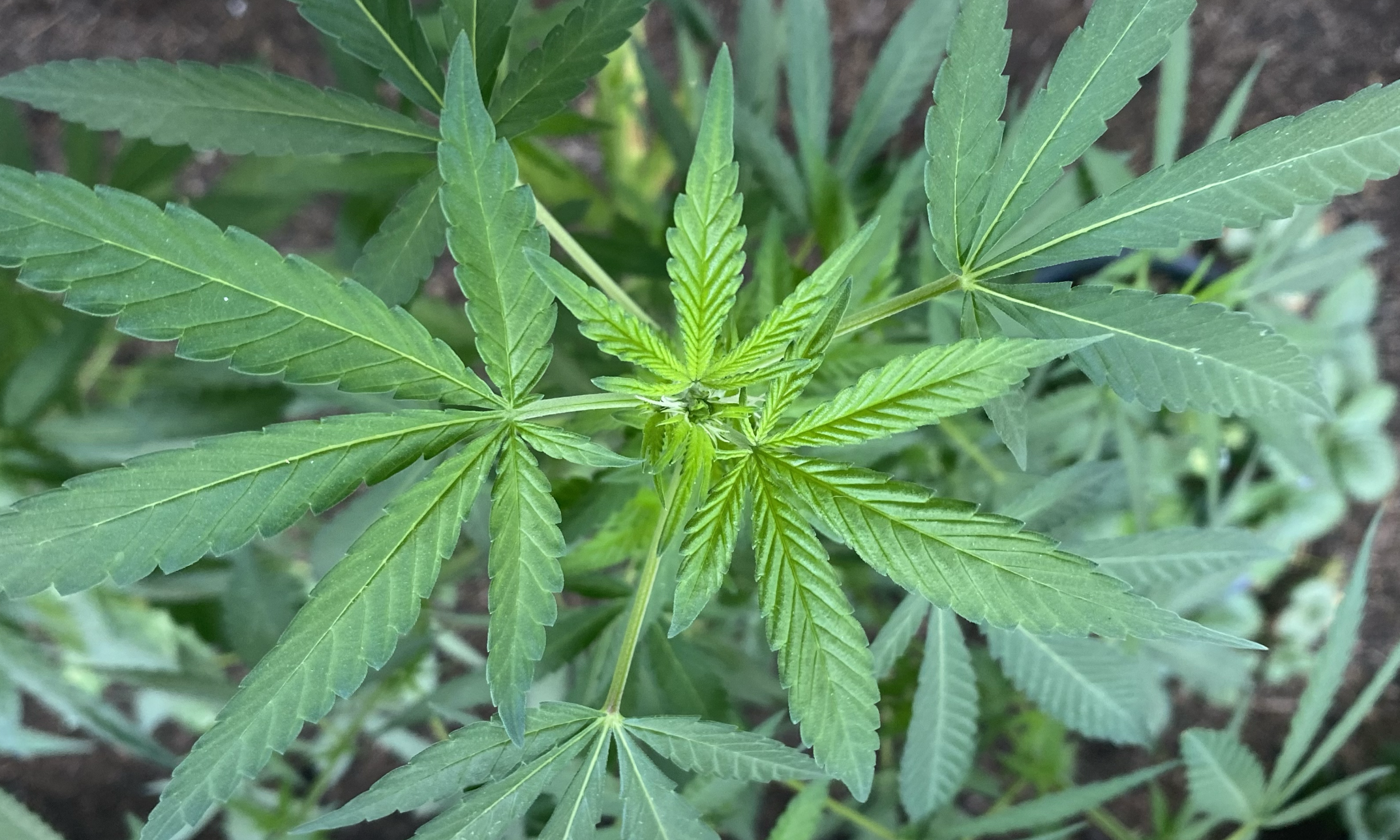 Interaction Of Marijuana Terpenes And Cannabinoids Offers ‘Hope’ For ‘Novel’ Treatments, Study Says