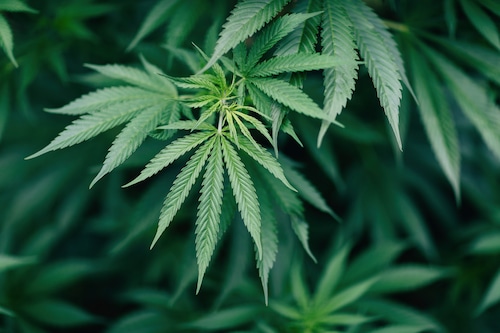 Daily marijuana use outpaces daily drinking in the US, a new study says