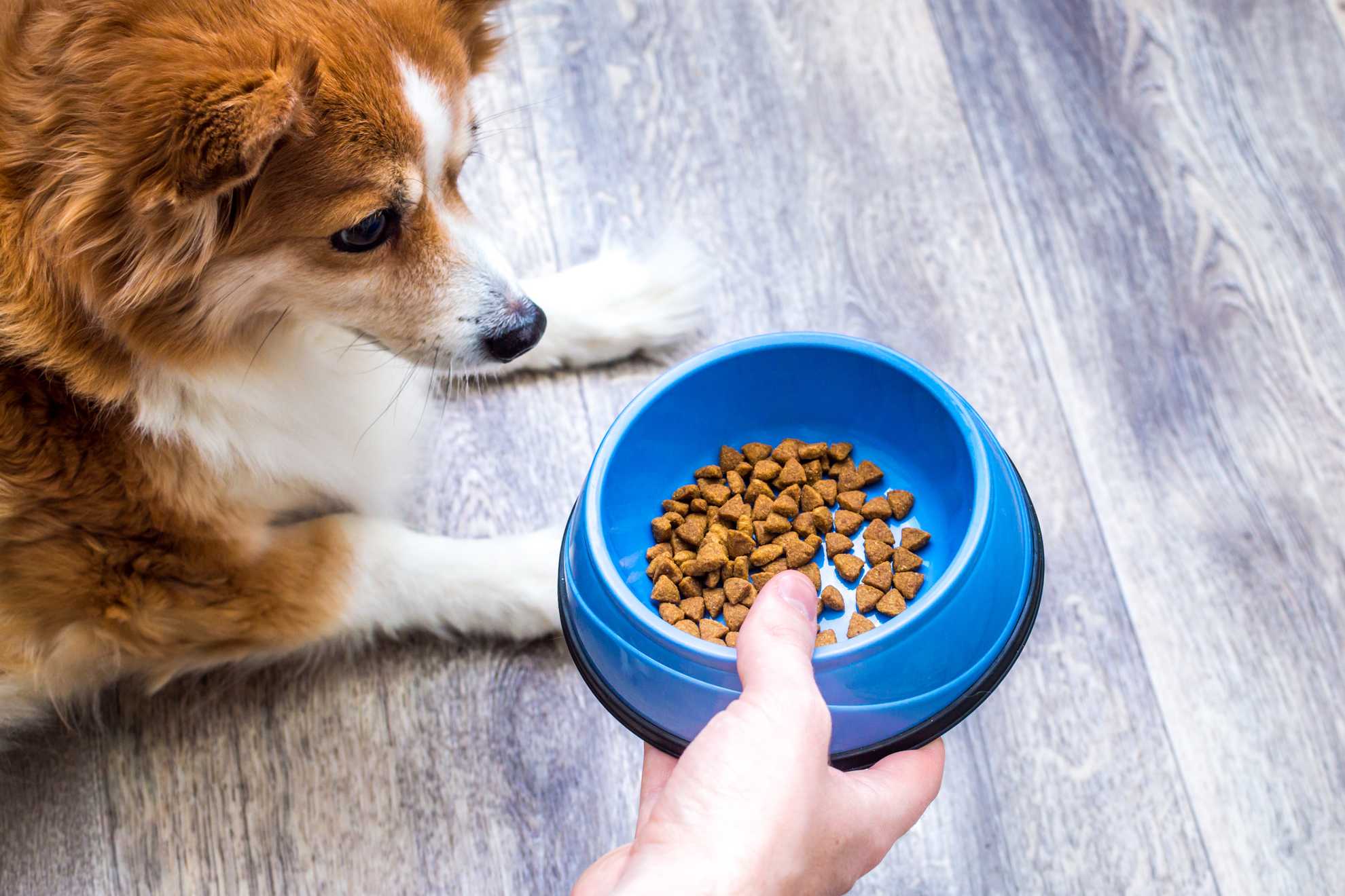 10 best dog foods for allergies so your pet is healthy and happy