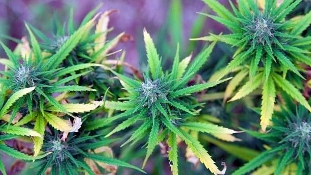 Explained | How cannabis and psilocybin might help some of the 50 million Americans who are experiencing chronic pain