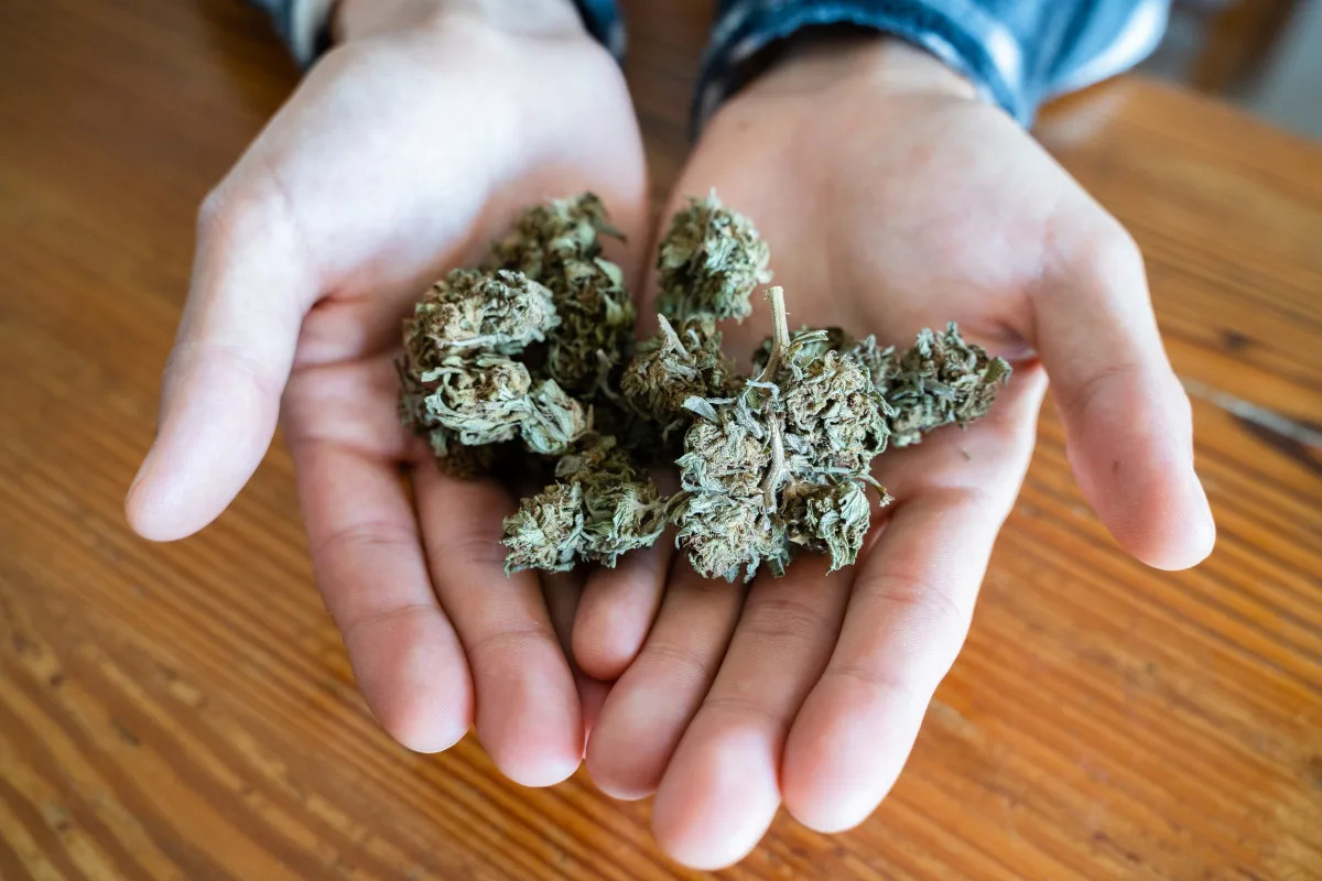 Study Finds Cannabis Poisonings Among Older Adults Have Tripled After Legalization