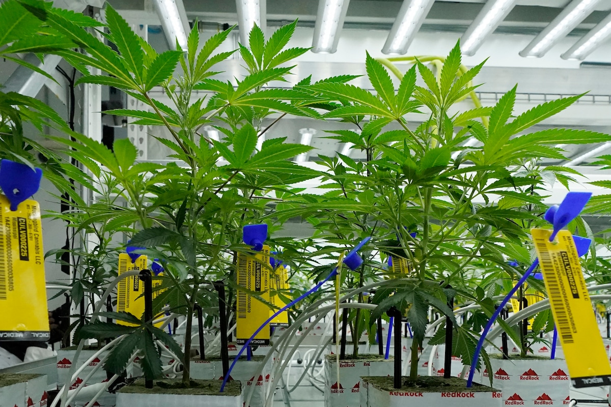 As the US moves to reclassify marijuana as a less dangerous drug, could more states legalize it?