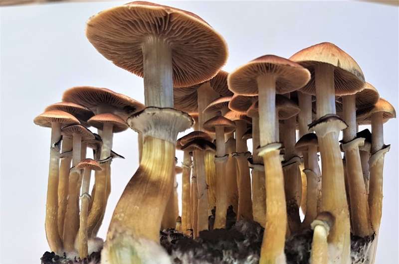 New study sheds light on the structure and evolution of an enzyme in psychoactive fungi