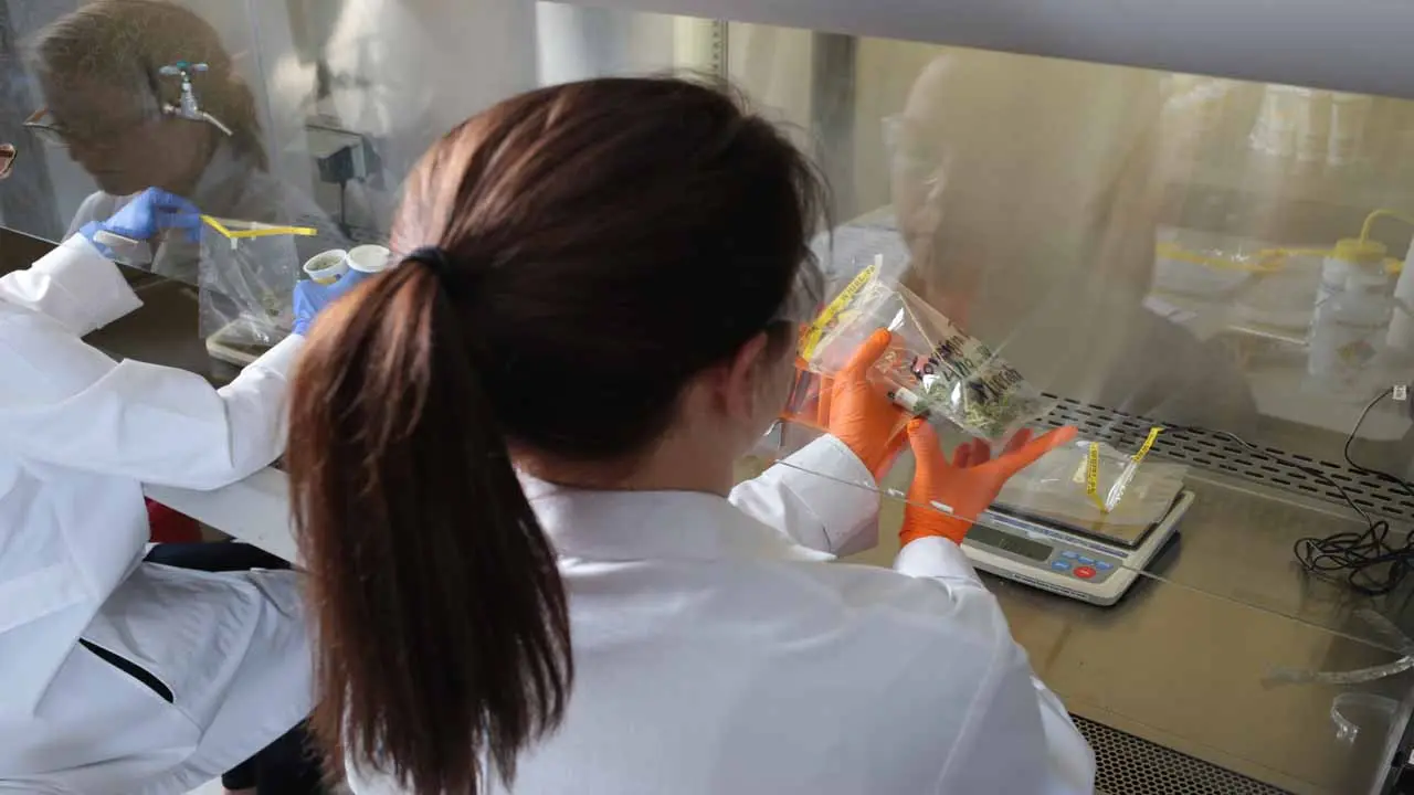 Marijuana lab testing accuracy improving, study in new science journal finds