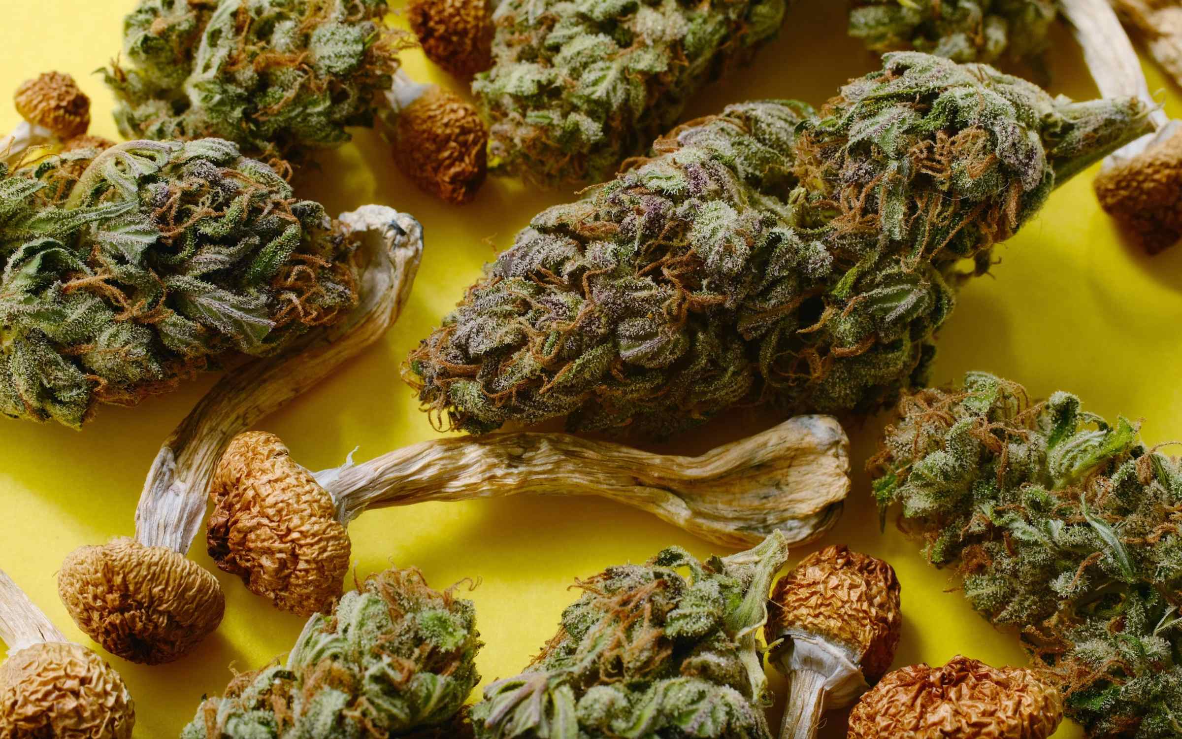 Poll: Majority of U.S. Adults Report Positive Cannabis, Psychedelic Drug Experiences