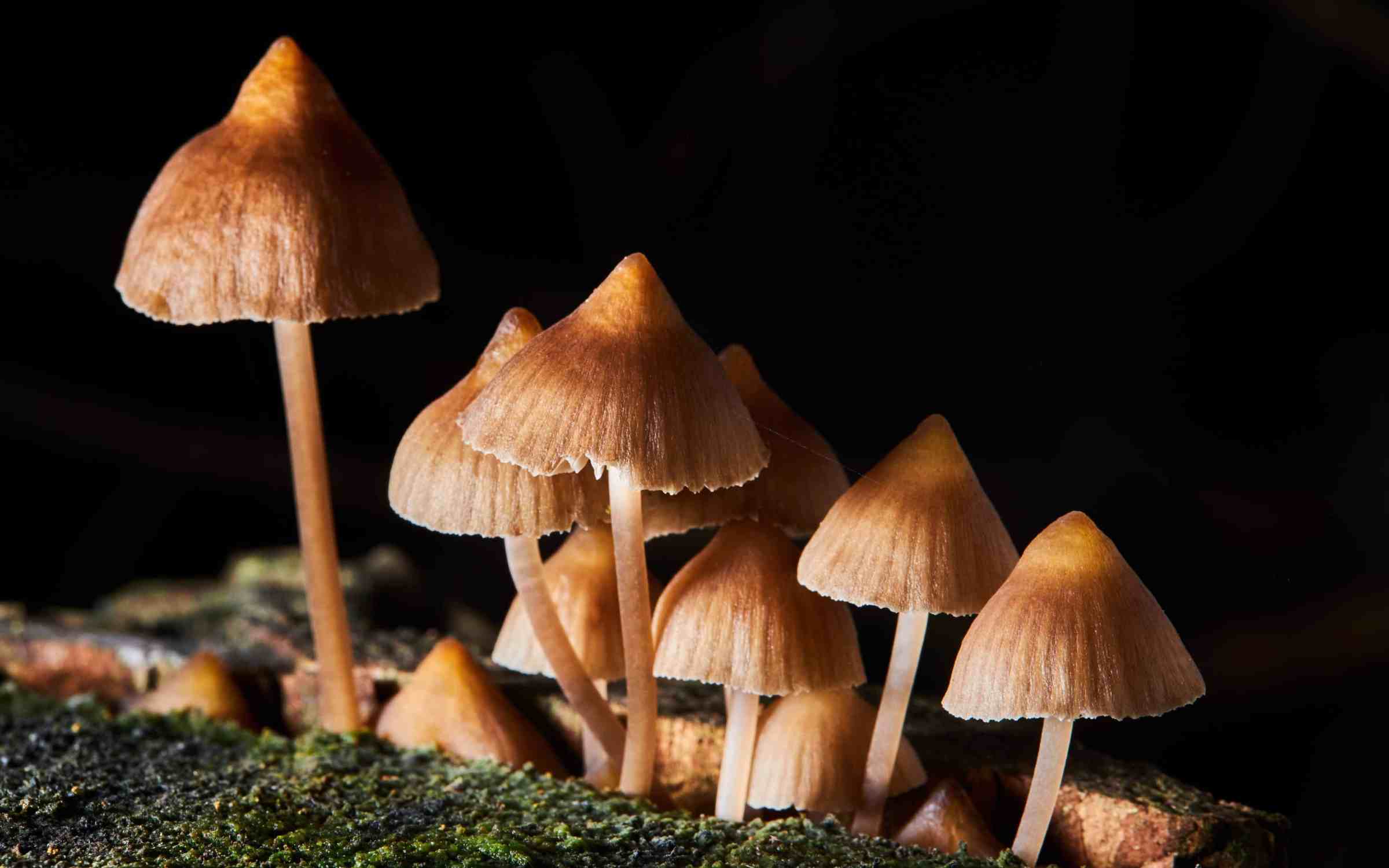 First Black, Woman-Owned Psilocybin Treatment Center Opens
