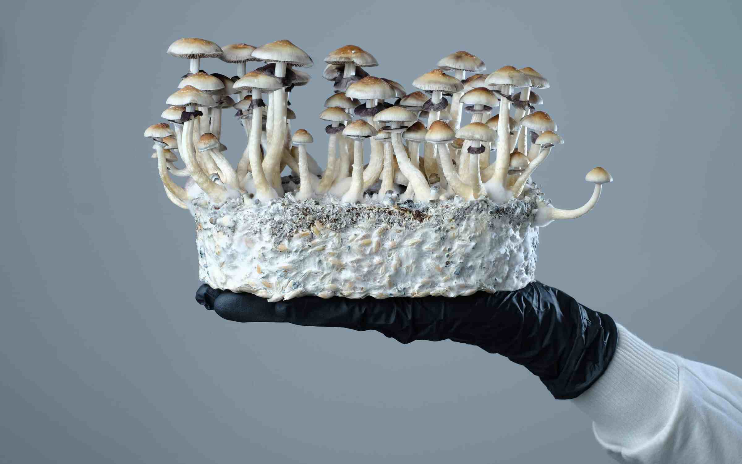 Oregon Health Authority Awards Newest Therapeutic Psilocybin License