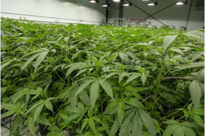 Study shows cannabis terpenes may relieve chemotherapy-induced neuropathic pain