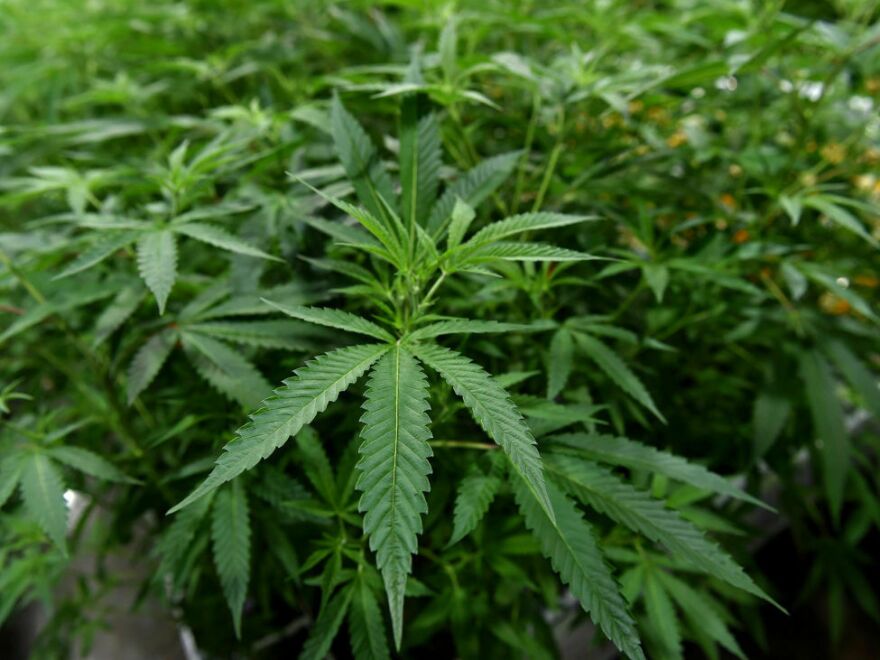 Scientists welcome new rules on marijuana, but research will still face obstacles