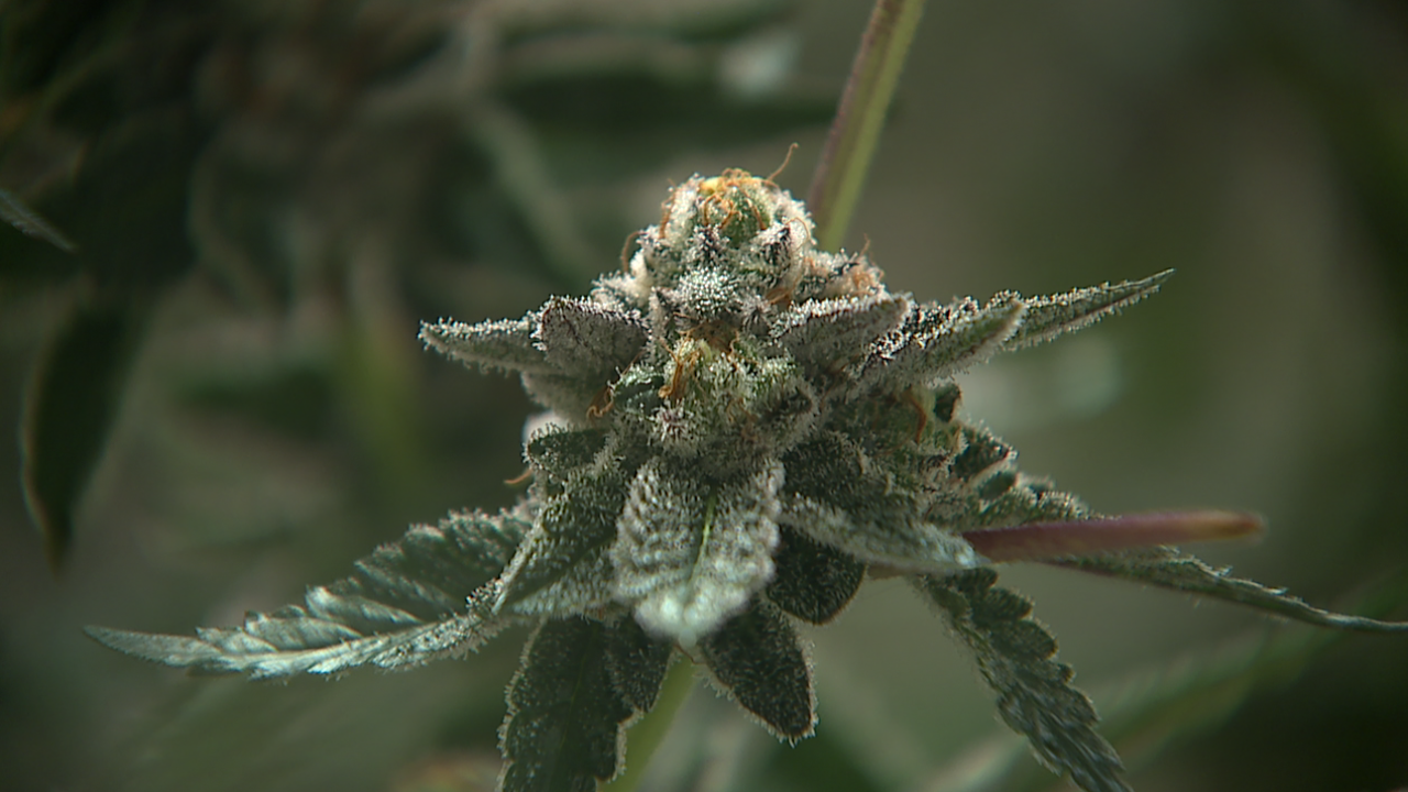 Colorado dispensary and doctor discuss concerns surrounding move to reclassify marijuana