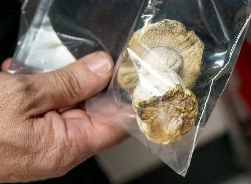 One year of psilocybin in Oregon: availability increases while costs remain high