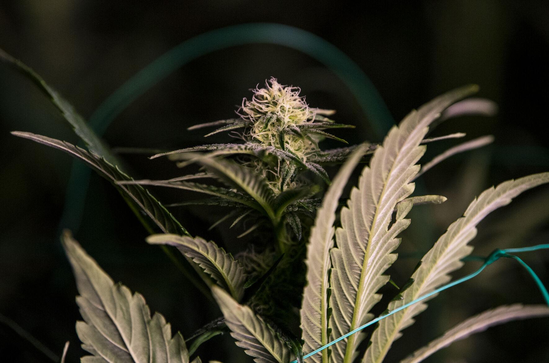 EDITORIAL: Pot leaves users and dealers high and dry