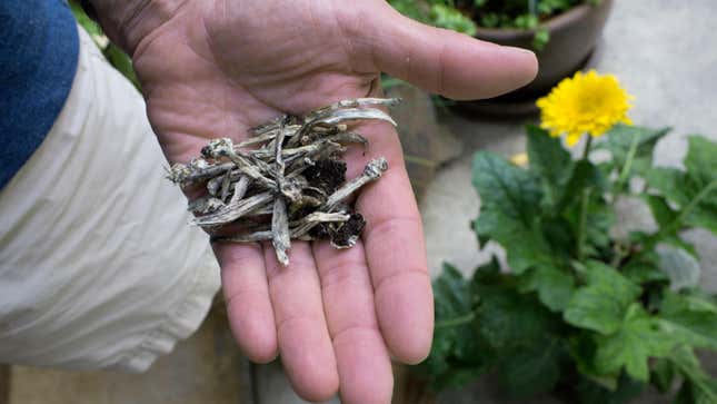 Psilocybin Therapy Changes Brain Wiring in Depressed People, Study Finds