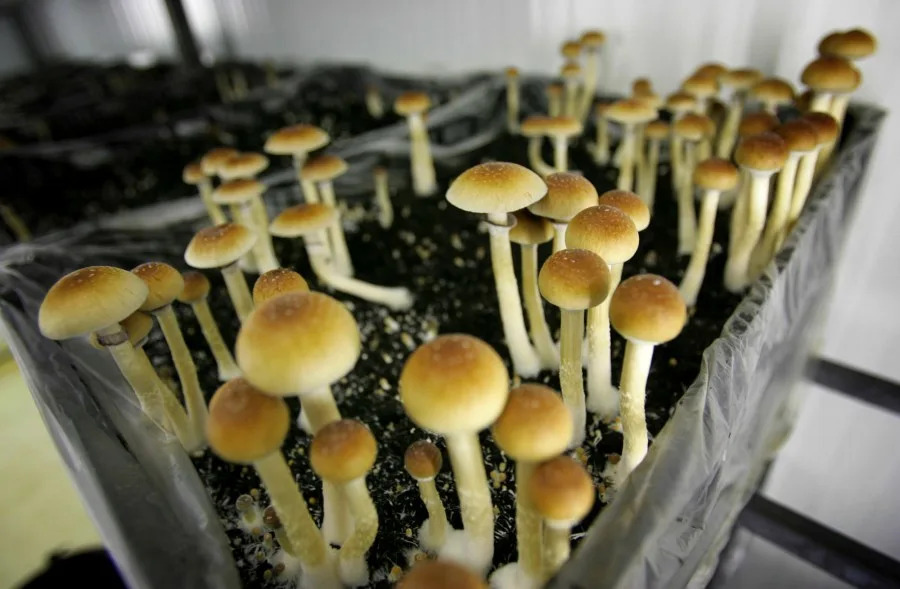 Oregon’s psilocybin law challenged over alleged discrimination against homebound patients