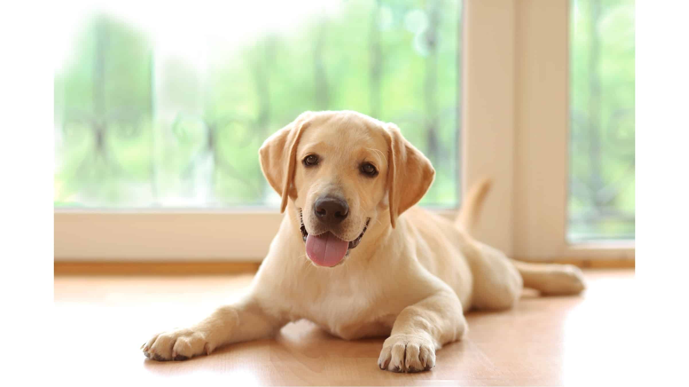 The Best Calming Treats for Dogs