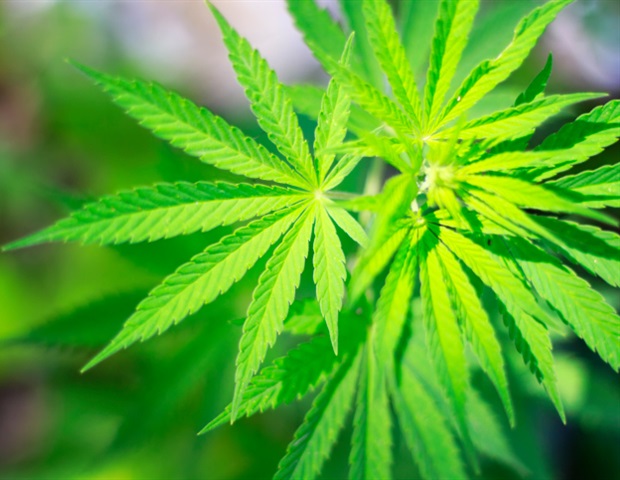 Cannabis use tied to increased risk of severe COVID-19