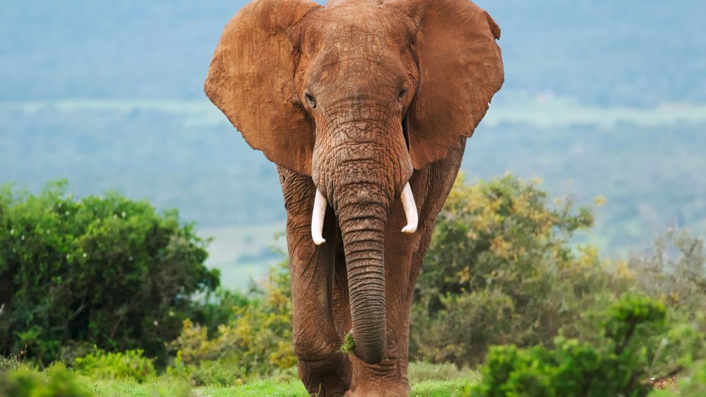 Scientists used AI to learn elephants may have a language and names like humans