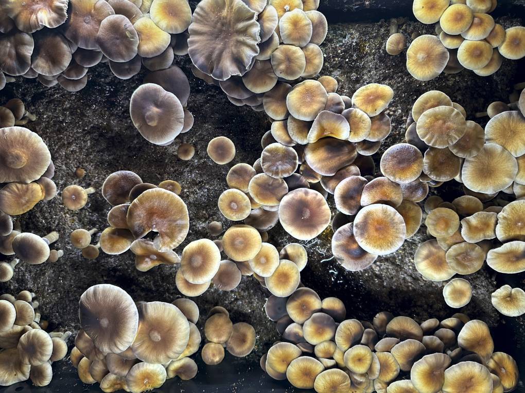 UC Berkeley Launches Landmark Study: How Exactly Do Magic Mushrooms Alter the Brain?