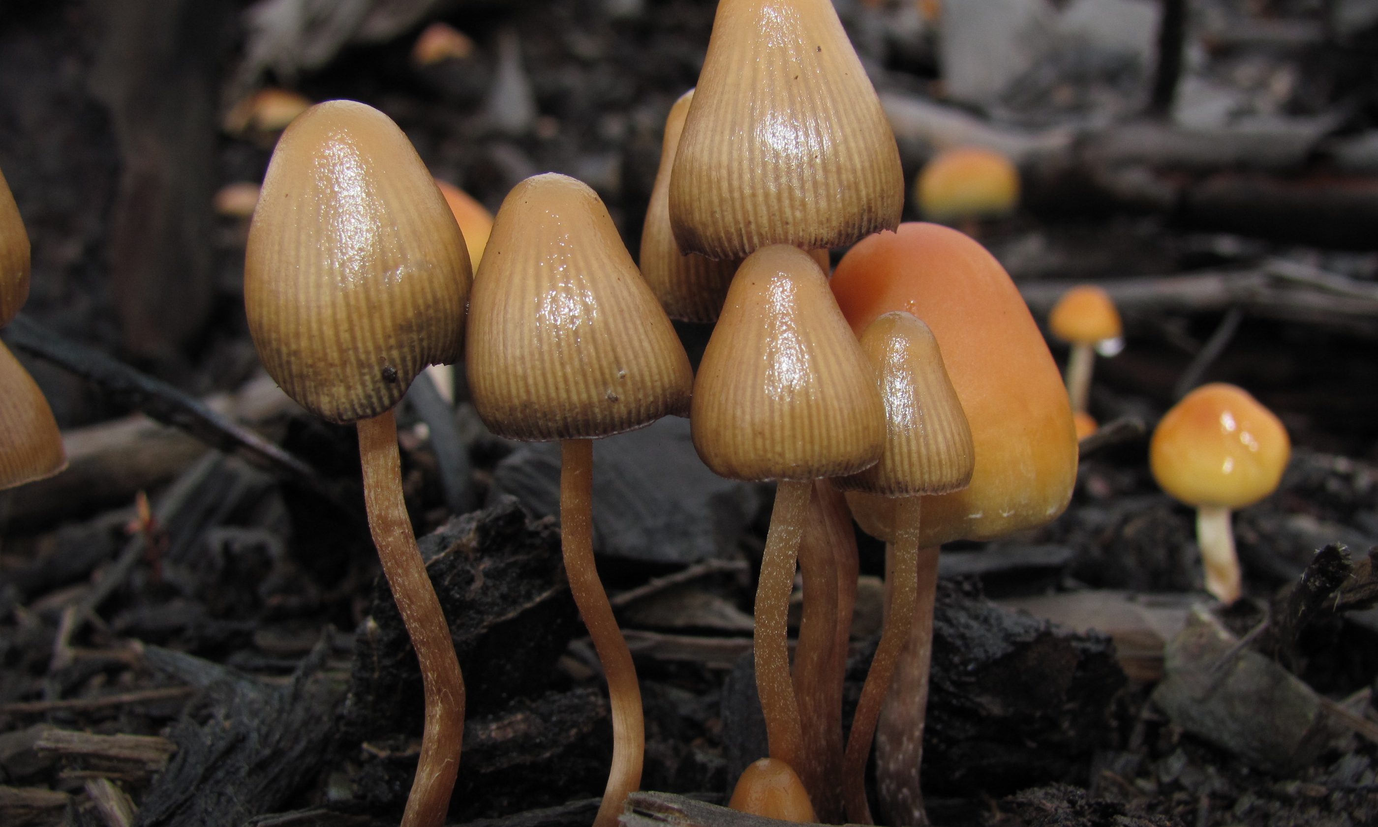 Oregon’s First-In-Nation Psilocybin Industry Is Struggling To Find Paying Customers A Year After Launching