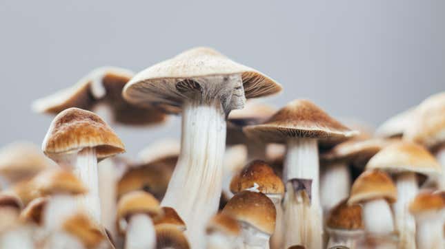 'Designer Shrooms' Could Be Coming as Scientists Unlock Genetics of Magic Mushrooms