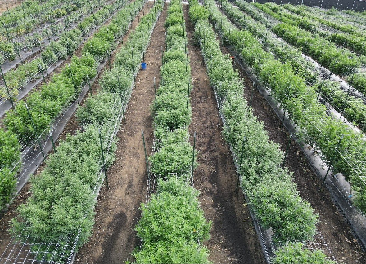 The green outdoors: Indoor cannabis cultivation has a big environmental impact, but a few Central Mass. growers are blazing a more sustainable trail