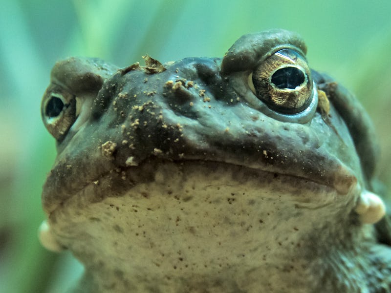 “The use of toad-sourced 5-MeO-DMT will always be there.”