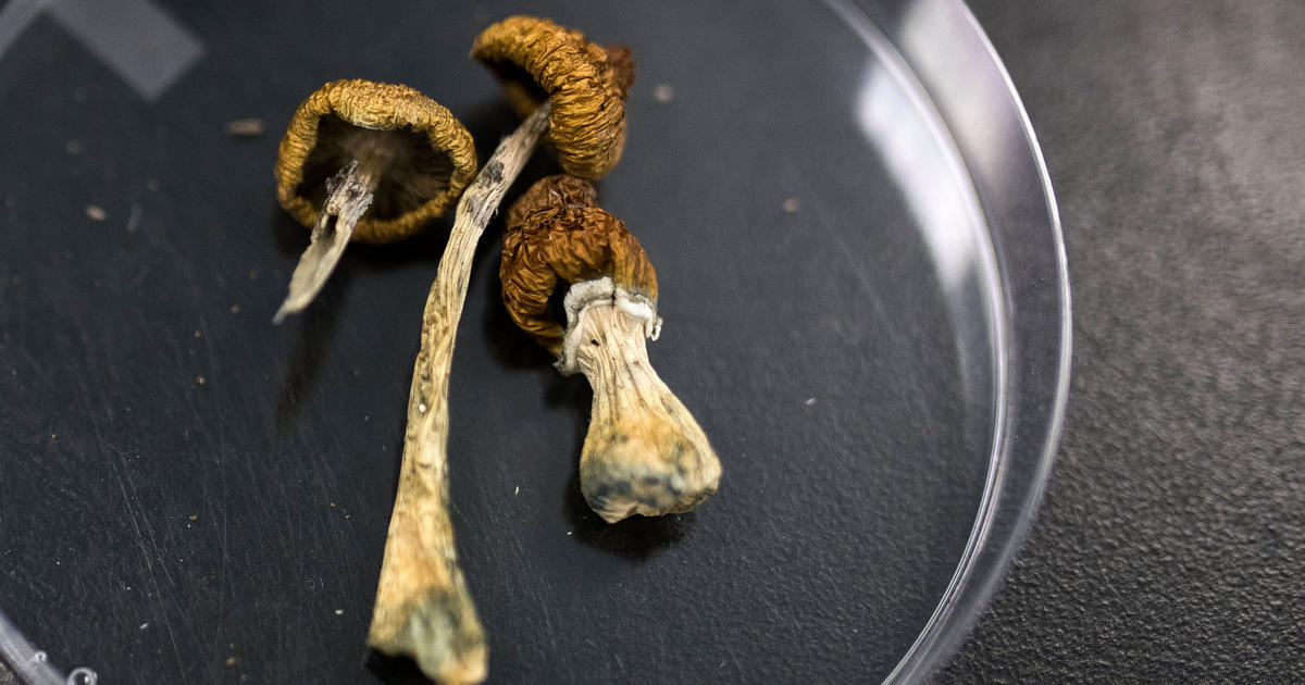 UC Berkeley researchers to have human subjects in psilocybin study