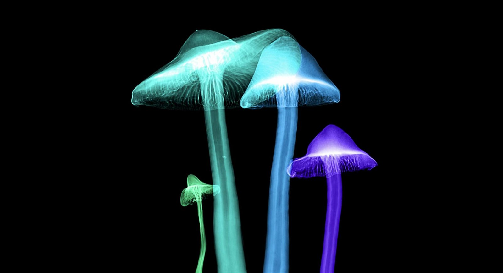 First-Of-Its-Kind Master’s Degree in Psychedelics and Consciousness Will Analyze Link Between Science and Spirituality