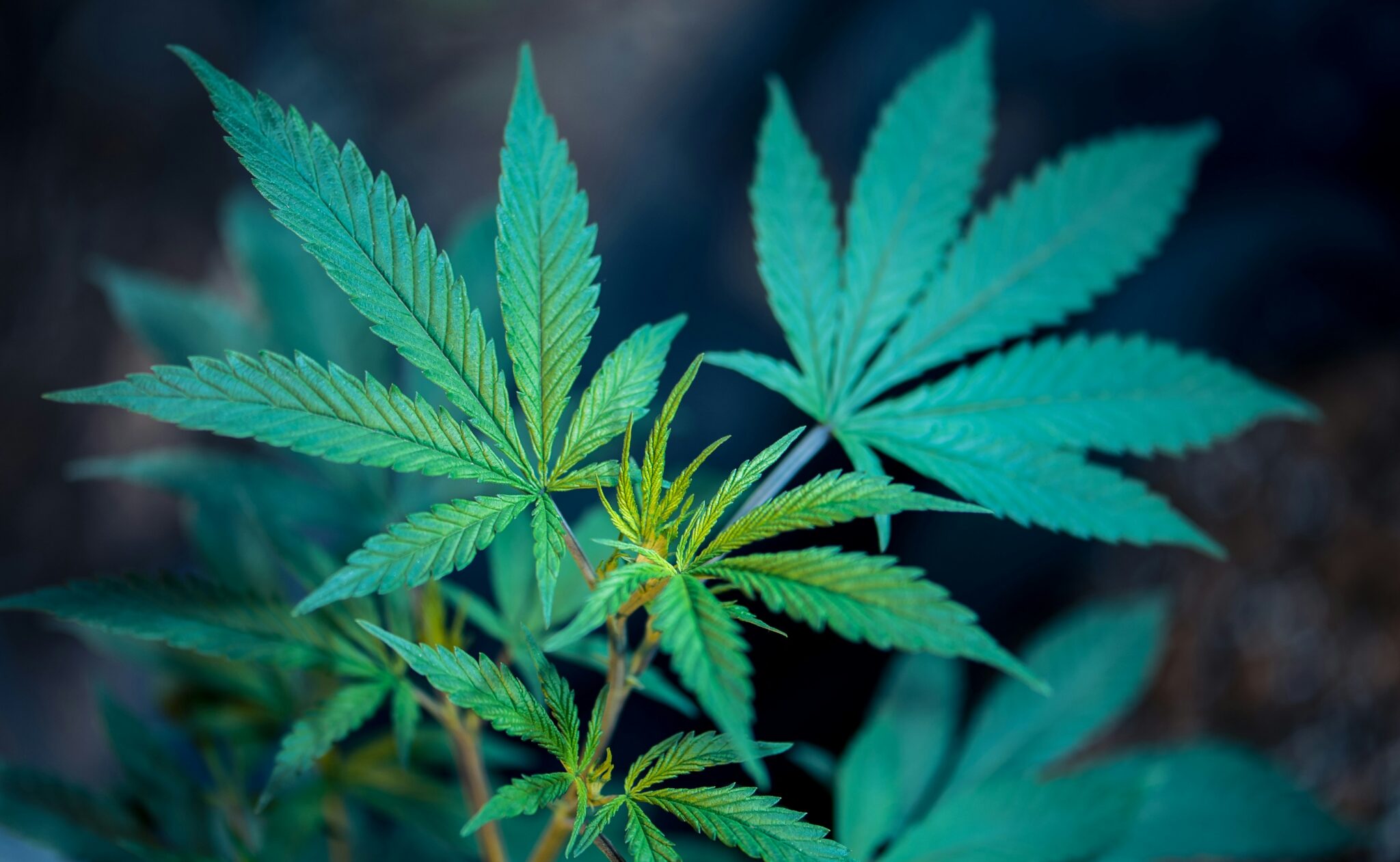 How To Decarb Weed At Home