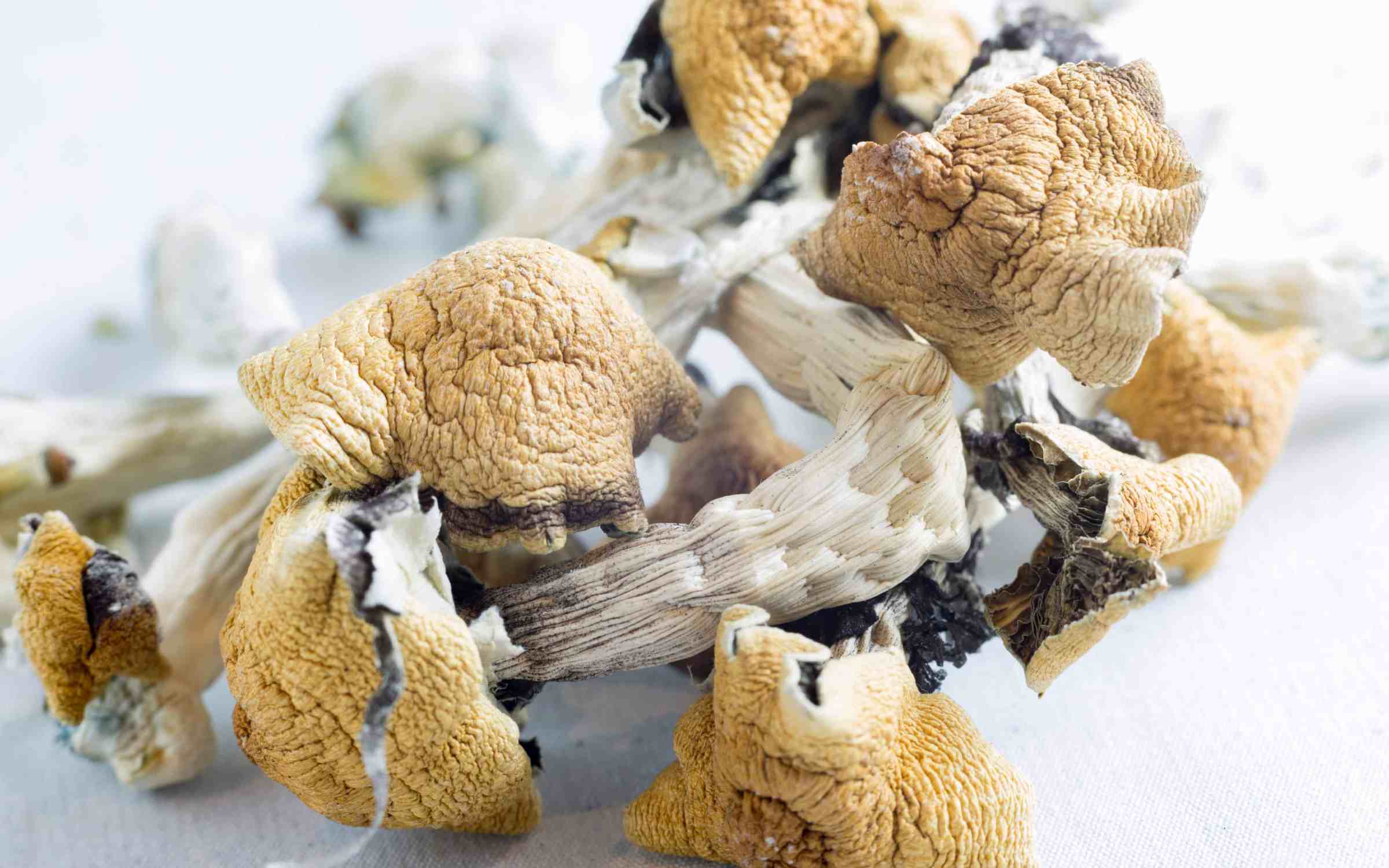 Poison Control Center Calls Increased Following Psilocybin Decriminalization