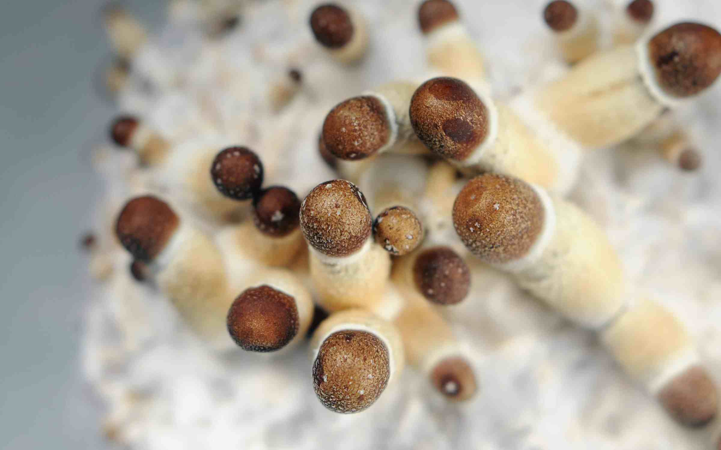 Psilocybin Therapy Pilot Program Bill Introduced in California