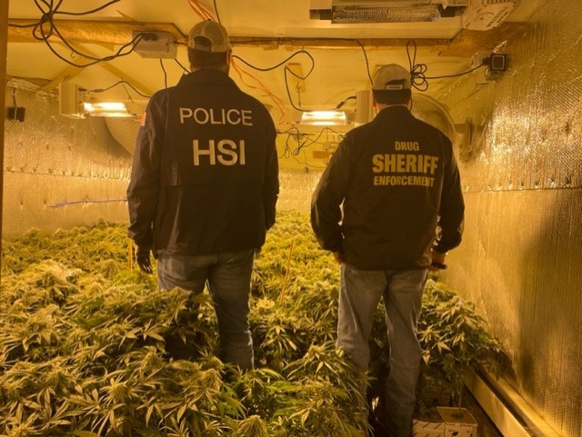 Illegal marijuana grows tied to China are funding fentanyl that’s ‘killing our citizens,’ Somerset County sheriff says
