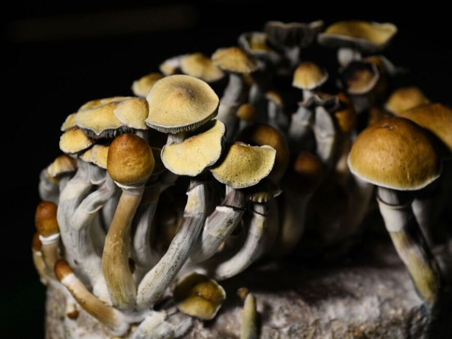 Microdosing and tripping on mushrooms is on the rise in U.S.