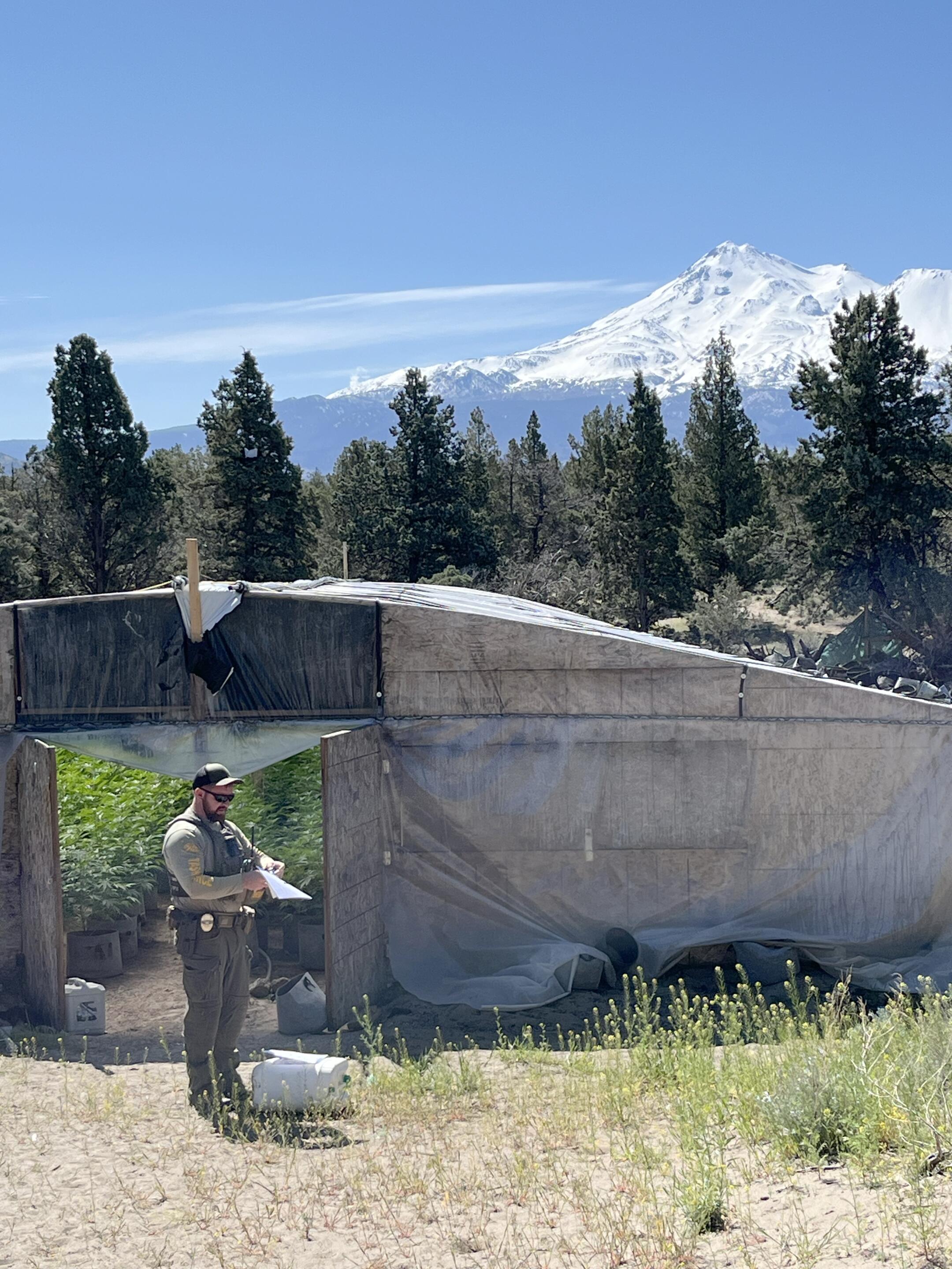 A new threat to cannabis users: Smuggled Chinese pesticides