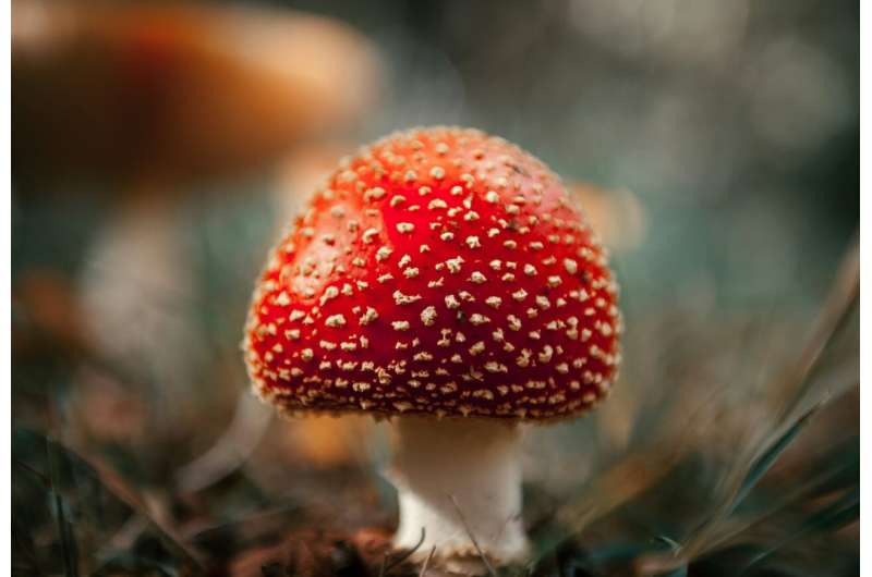 Unregulated sales of a toxic and hallucinogenic mushroom endanger public health, says study