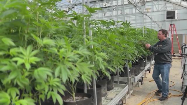 Denver sends comment to DOJ in support of rescheduling cannabis